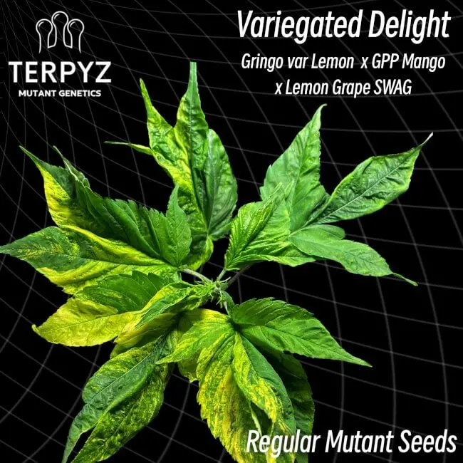 Variegated Delight - 10 pack Seeds / Regular MUTANT Seeds