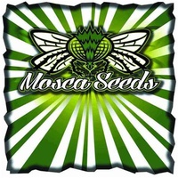 Mosca Seeds