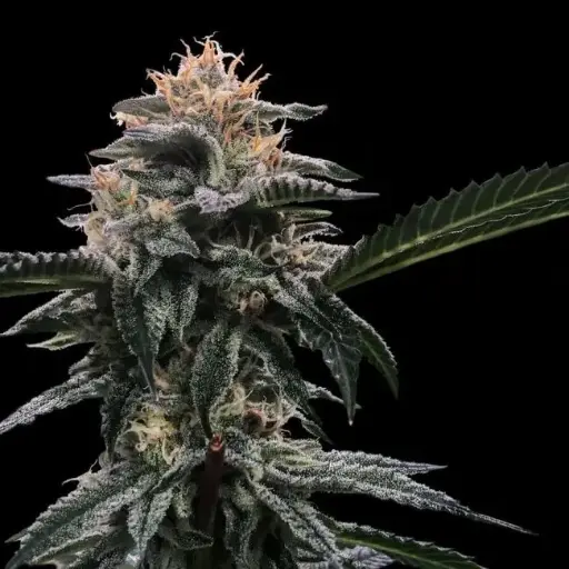 Banana Sorbet Feminised Seeds