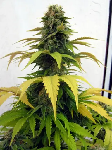 Banana Split Seeds / Regular