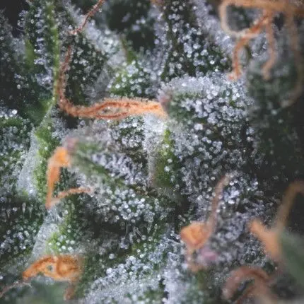 Black Cherry Punch Auto