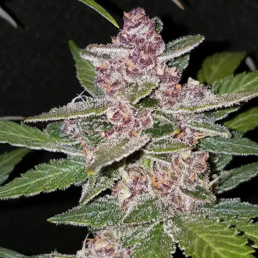 Blackberry Auto Feminised Seeds