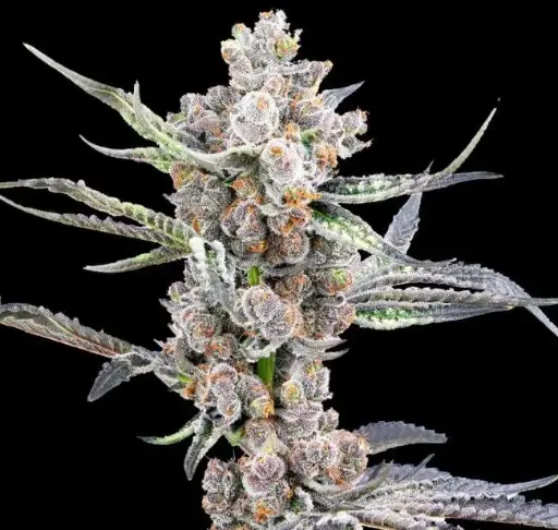 Blackout Auto