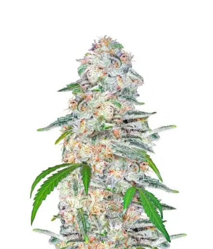 Blue Dream Autoflower Feminized