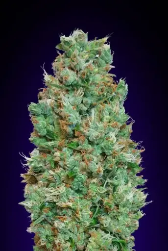 Blueberry Auto Fem seeds