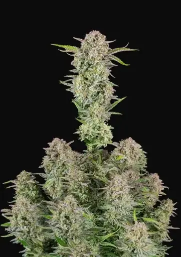 Bruce Banner Auto Feminised Seeds