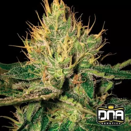 Cannalope Haze Feminised Seeds