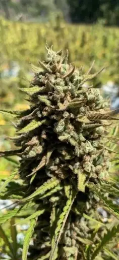 CheeseSus Christ SuperStar Auto
