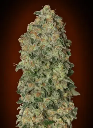 Chocolate Skunk Auto