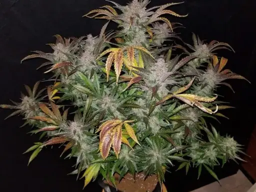 Cream Cookies Auto Feminised Seeds
