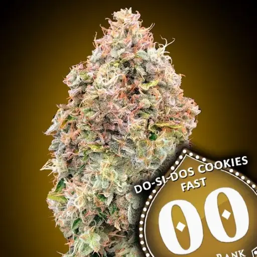 Do Si Dos Cookies FAST Feminised