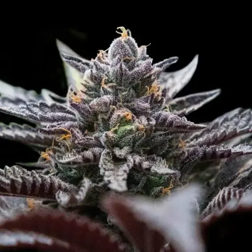 Double Stuffed Sorbet Feminised Seeds