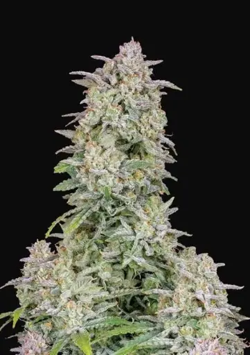 Forbidden Runtz Auto Feminised Seeds