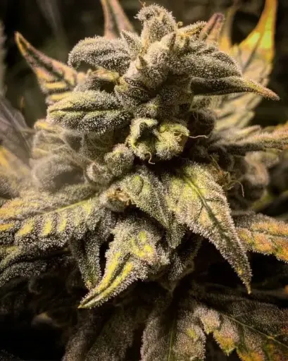 Frosted Skywalker Auto
