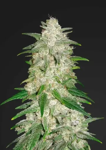 Gelato Auto Feminised Seeds