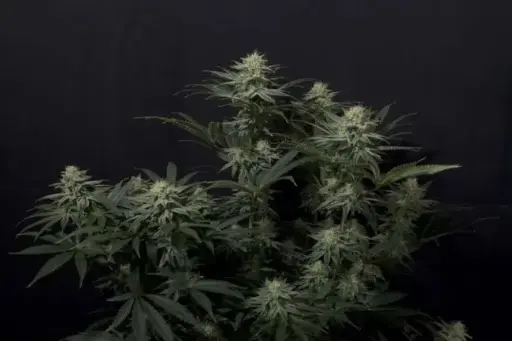 GG-48 Autoflower Feminised