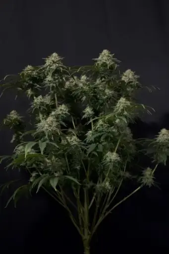 Gorilla Cookies FAST Feminised Seeds - 3