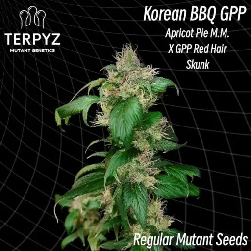 Korean BBQ GPP - 10 Seeds / Regular MUTANT seeds