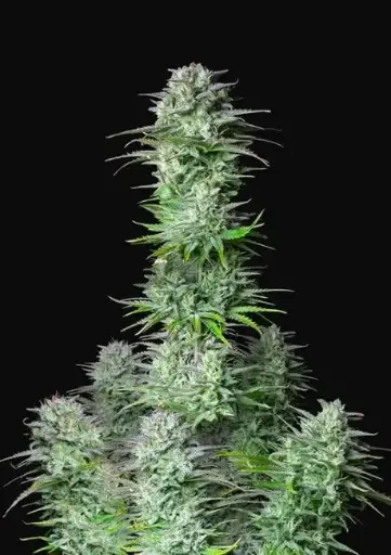 Kosher Cookies Feminised Seeds