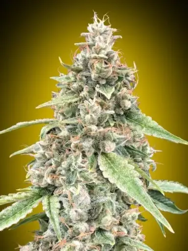 Lemon OG Auto Fem Seeds
