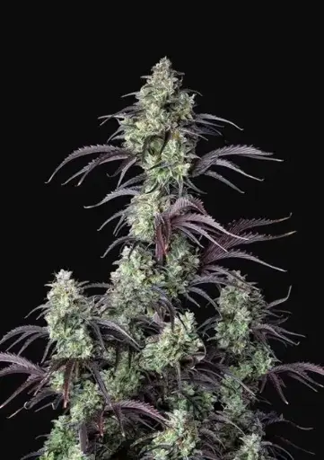 Mimosa Cake Auto Feminised Seeds