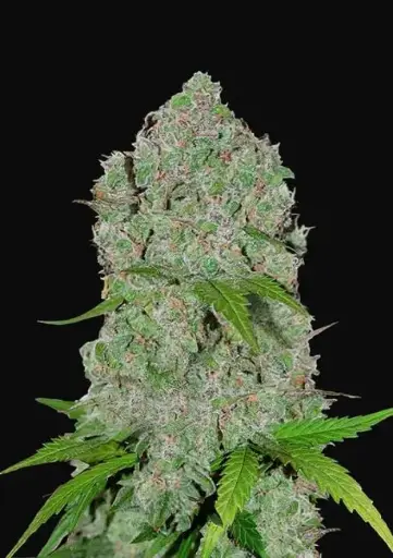 Orange Sherbet Auto Feminised Seeds - 3