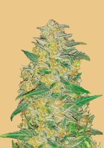 Original AK Auto Feminised Seeds - 3