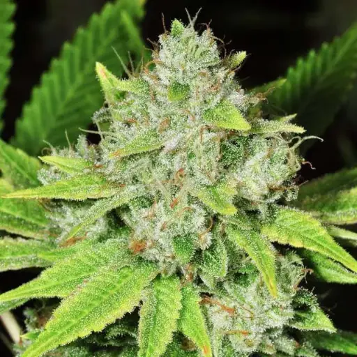 Original Glue Feminised Seeds