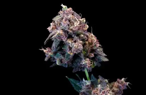Outer Space Cake Fem
