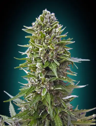 Pineapple Express Auto Feminised Seeds