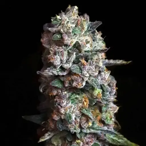 Pink Slurpee Feminized