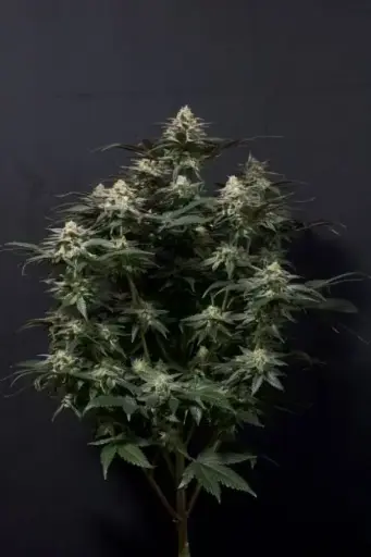 Purple Lemonade FAST Feminised Seeds