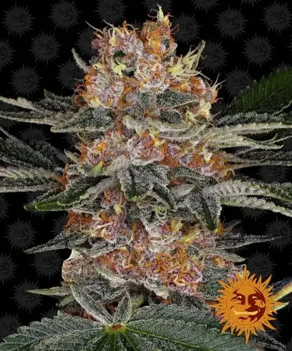 Purple Punch Auto Fem Seeds