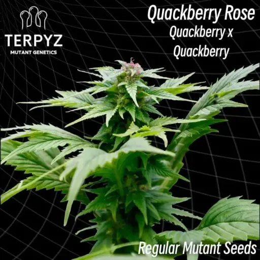 QuackBerry Rose - 10 Seeds / Regular MUTANT seeds