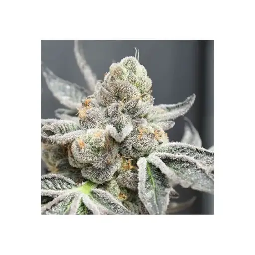 Radical Juice Auto