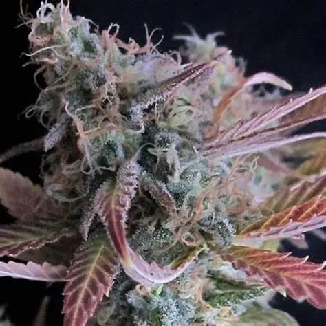 Raspberry Cough Auto Feminised Seeds