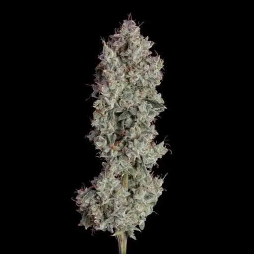 Shortcut Autoflower