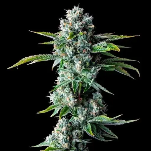 Skywalker Kush Feminised Seeds - 6