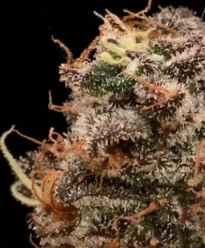Sour Cherry Diesel Fem 5 pack
