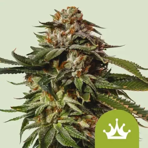 Special Queen Auto 5 pack