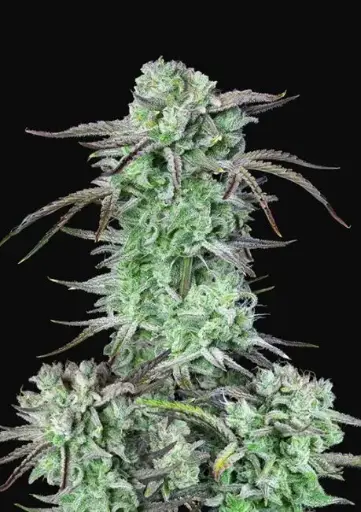 Strawberry Banana Auto Feminised Seeds
