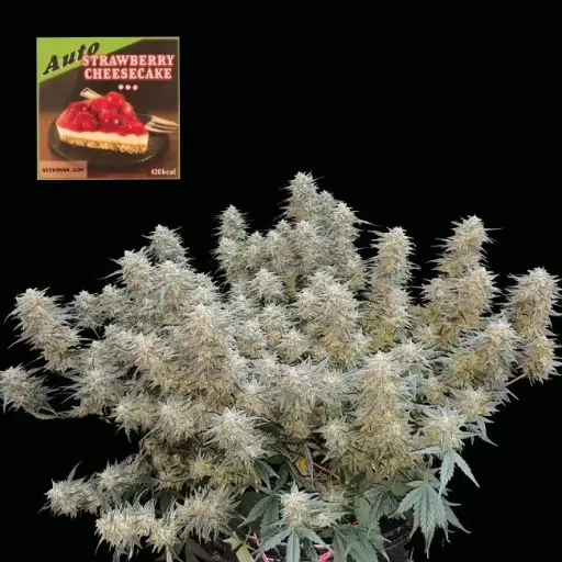 Strawberry Cheesecake Auto
