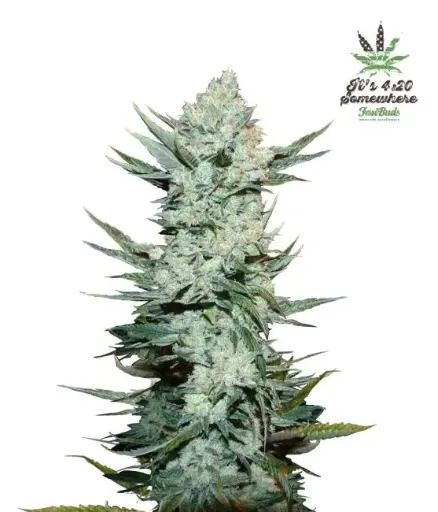 Tangie 'Matic Auto Feminised Seeds