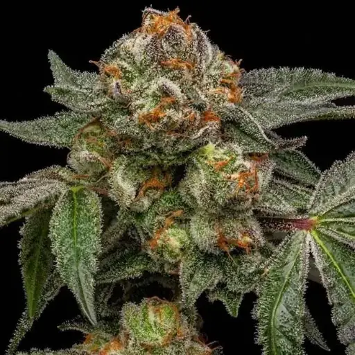 The Zake Feminized