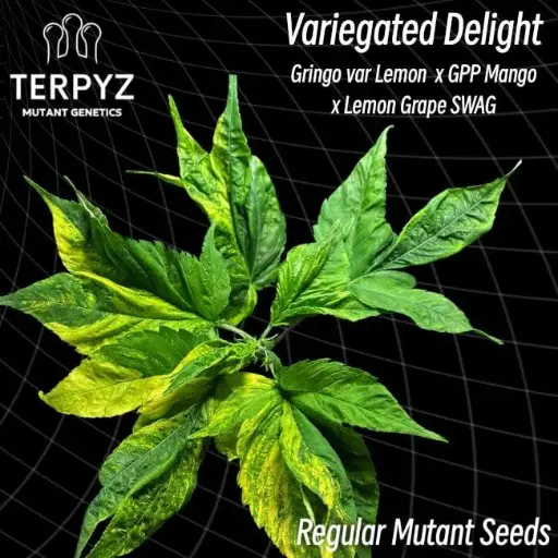Variegated Delight - 10 pack Seeds / Regular MUTANT Seeds