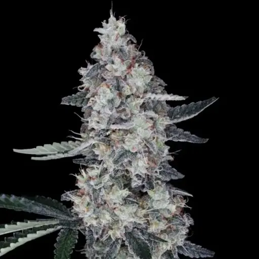Watermelon Man Auto 5 pack