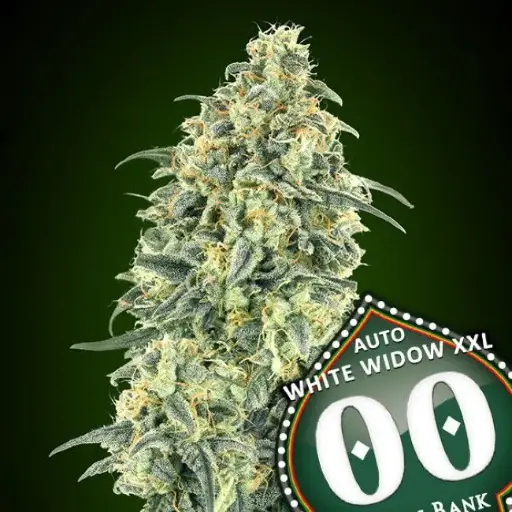 White Widow XXL Auto