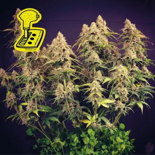 Lemon Automatic