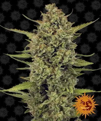 Acapulco Gold Feminized