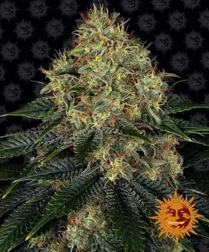 Skywalker OG Auto Feminized